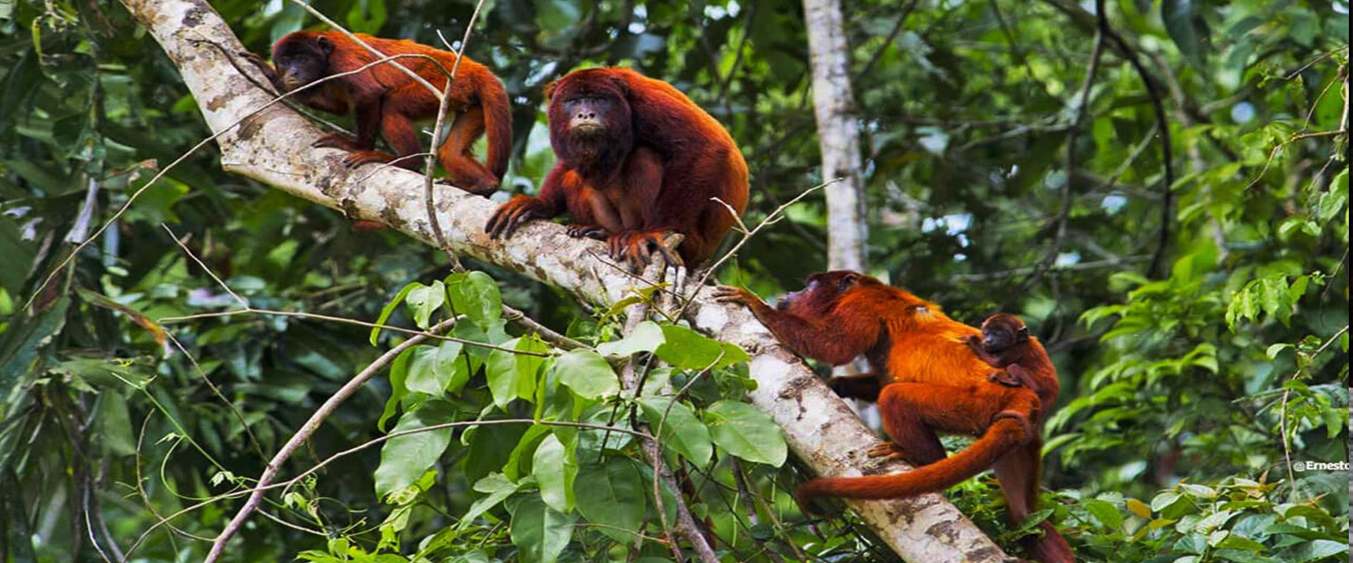Manu Jungle Expeditions