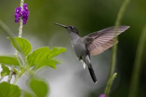 AMAZON PERU TRAVELLERS 20