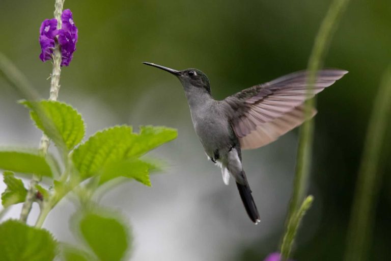 Manu Reserved Zone Tour 7D/6N