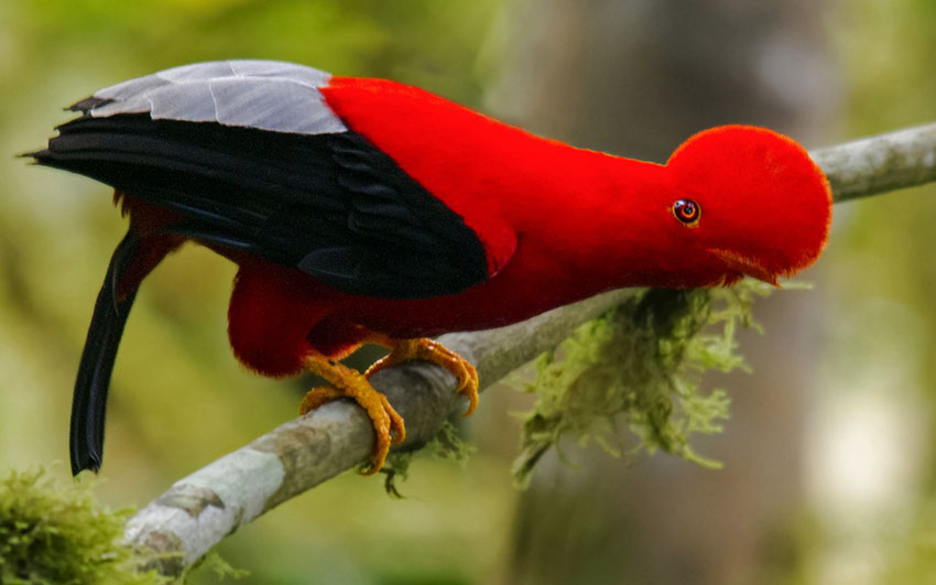 manu jungle expeditions peru amazon trips