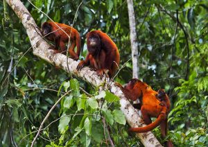 manu jungle expeditions peru amazon trips