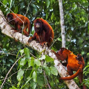 manu jungle expeditions peru amazon trips