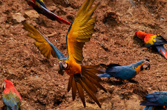 Amazon Rainforest Tour: Manu Reserved Zone 6-Day Trip (Bus/Boat) from Cusco