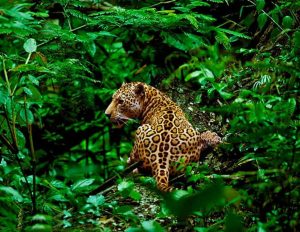 AMAZON PERU TRAVELLERS 16