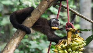 manu jungle trips amazon peru travellers manu jungle expeditions cusco