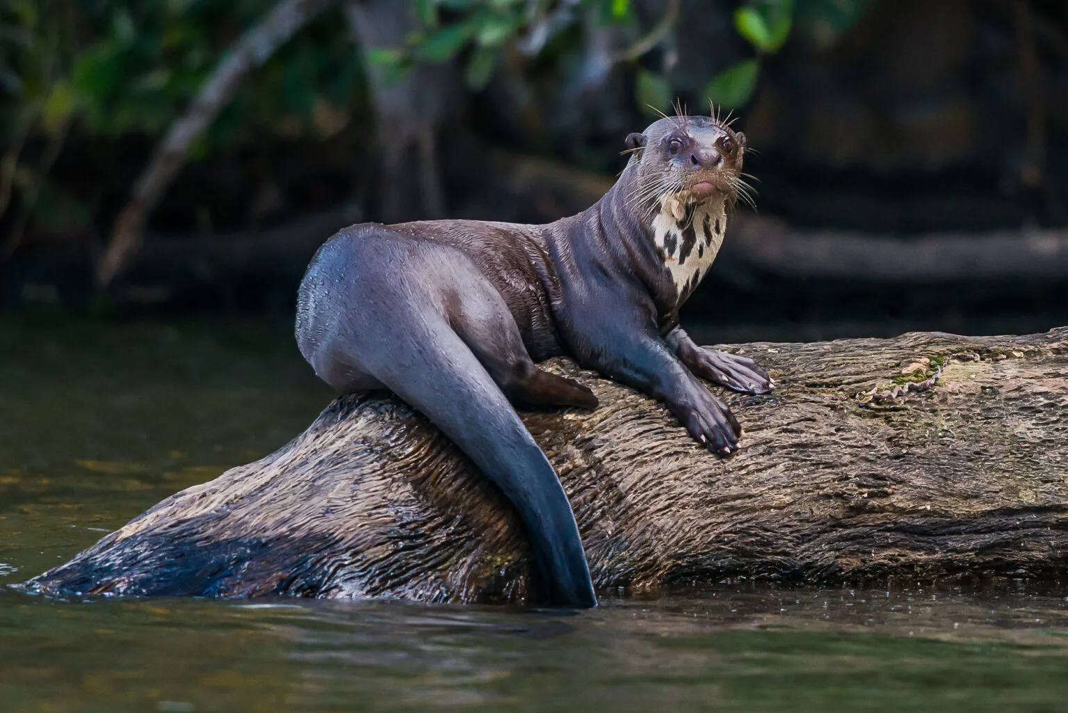 Giant River Otters manu jungle trips