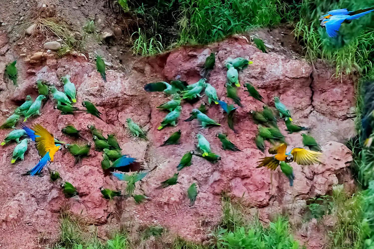 Parrot Clay Lick manu national park reserved jungle trips peru