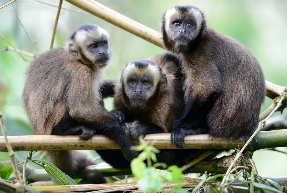 monkeys manu national park jungle trips