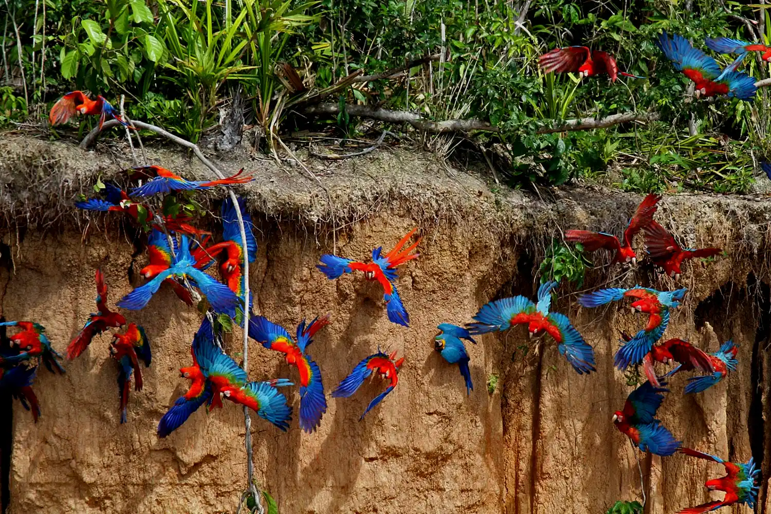 Chuncho Macaw Clay Lick tambopata lodge sandoval