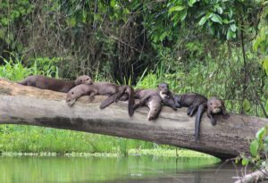 Giant River Otters sandoval lake tambopata