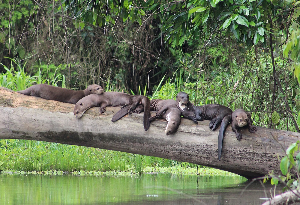 Giant River Otters sandoval lake tambopata