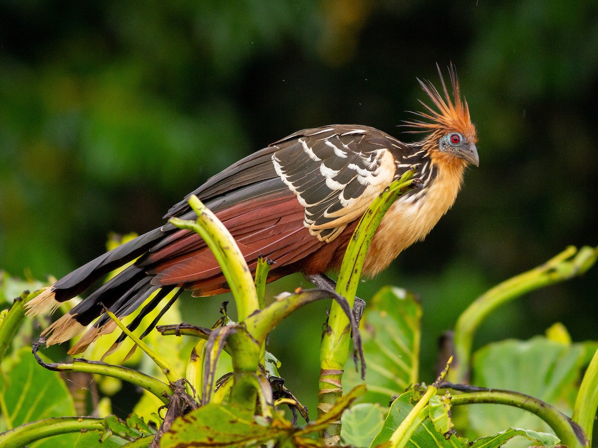 Amazon Tour Tambopata reserve 4 days