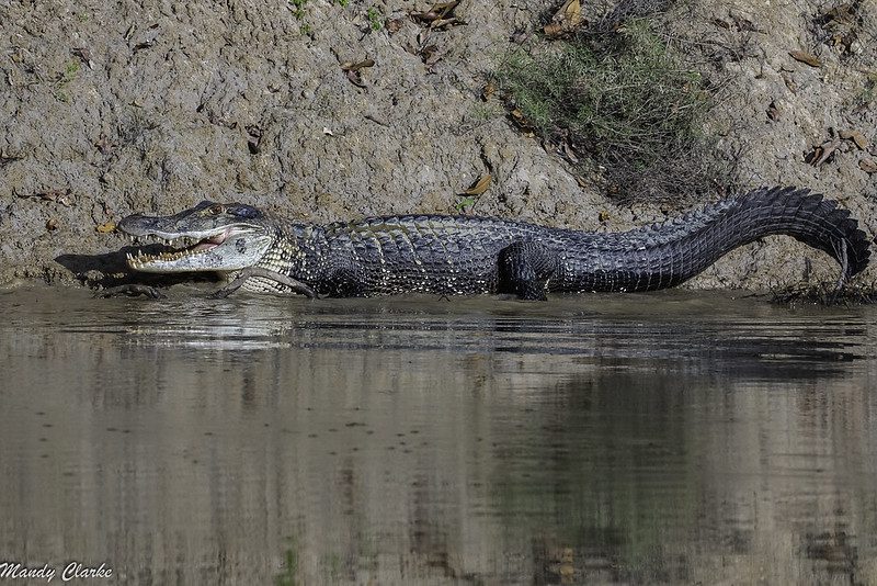 black caiman tambopata sandoval lake