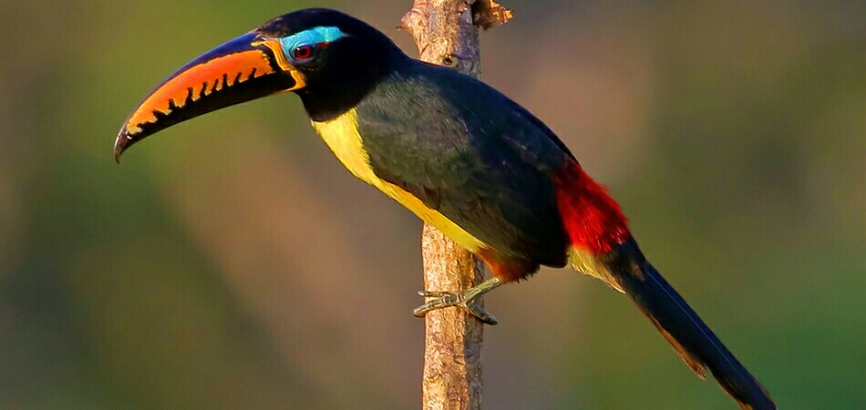 tambopata reserve tucan cusco peru