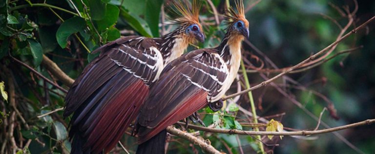 Amazon Tour Tambopata reserve 4 days