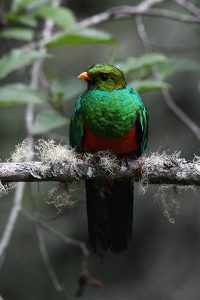 amazon peru travellers manu jungle trips