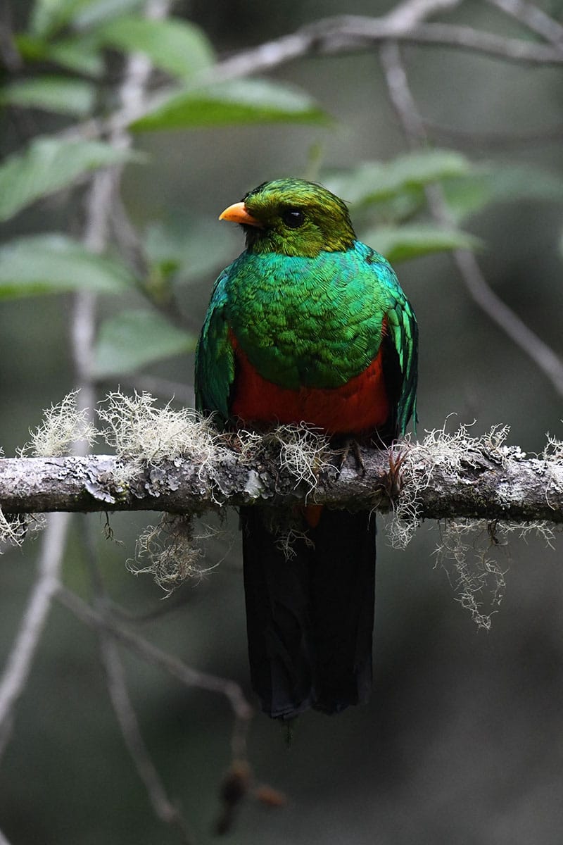 amazon peru travellers manu jungle trips