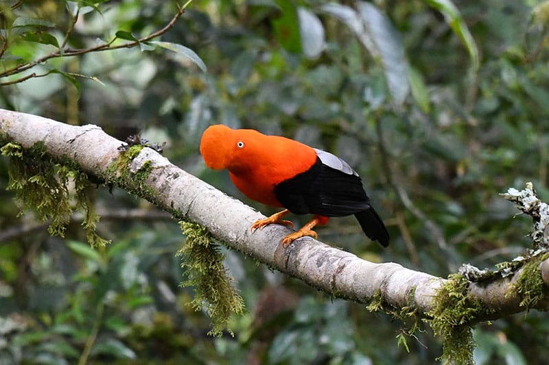 AMAZON PERU TRAVELLERS Manu Jungle Trips: The Ultimate Guide for Nature Lovers Visiting Peru