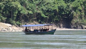 gallito rocas manu jungle expeditions trips cusco amazon peru 13