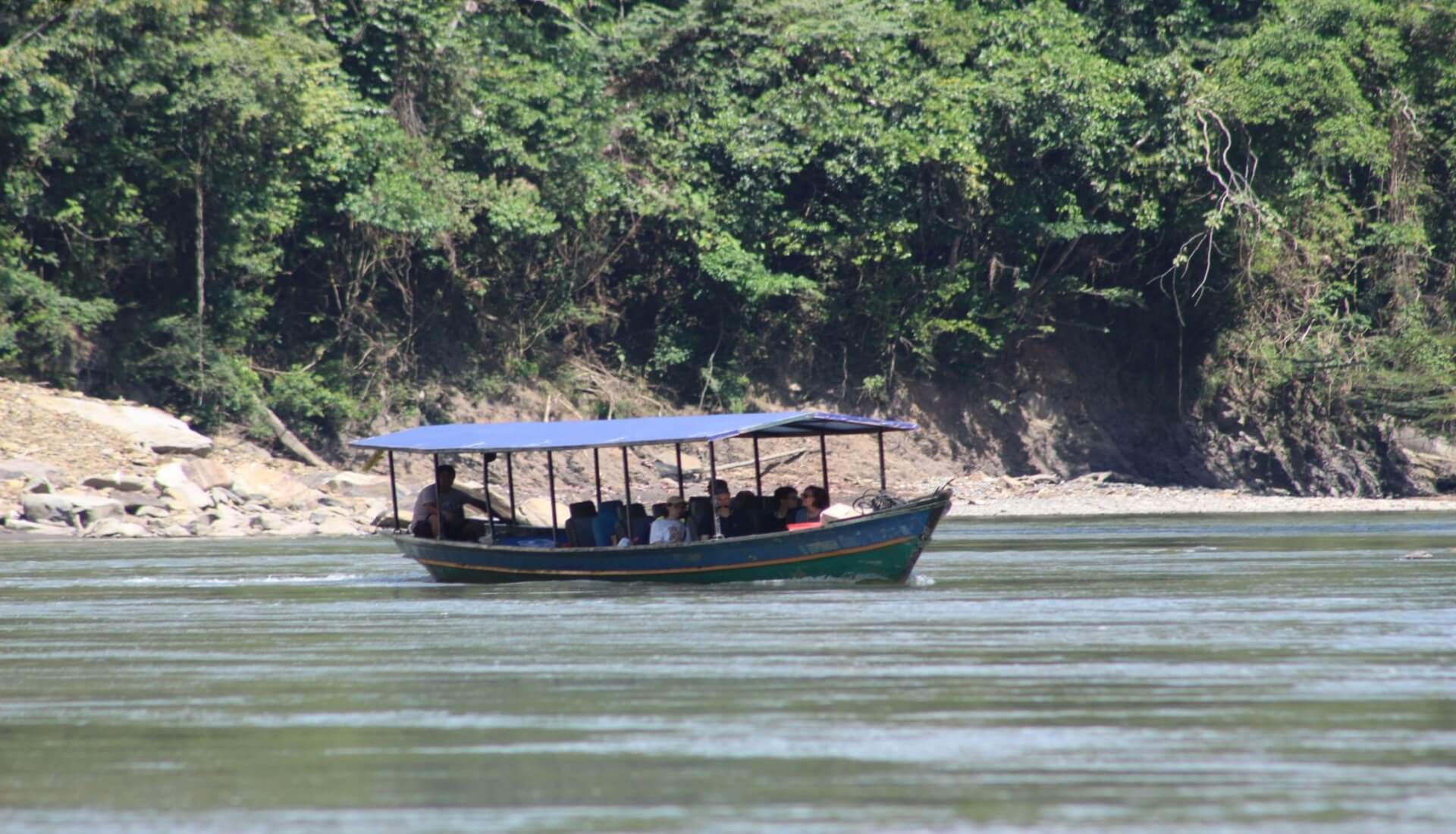 gallito rocas manu jungle expeditions trips cusco amazon peru 13