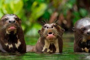 nutria gigante de río sandoval tambopata